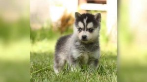 ПРОДАЮТСЯ ЩЕНКИ МИНИ ХАСКИ - АЛЯСКИНСКИЙ КЛИ КАЙ Питомник "Северная Луна" ?+7 (953) 736-74- 38