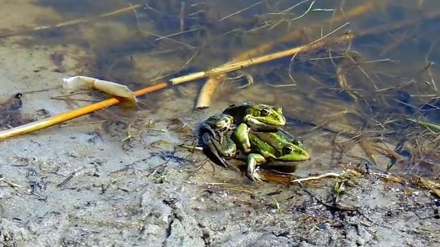№65 Куршская коса,животный мир 2017 смотреть онлайн