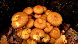 Грибы королевские опята в ноябре