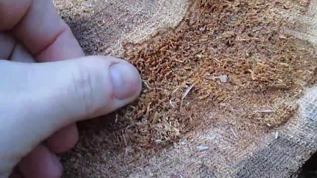 Поражение древесины вредителями смотреть онлайн