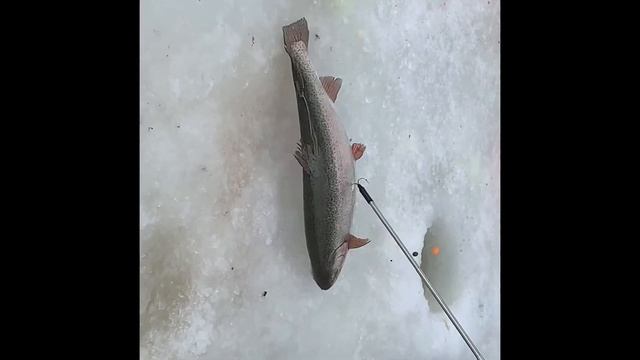 Красногорск рыбалка спорт зона поимки смотреть онлайн