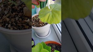 Корни на цветоносе.#черенкование пеларгонии.