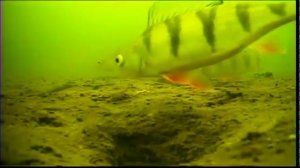 Подводная Камера для рыбалки ЯЗЬ-52 Компакт