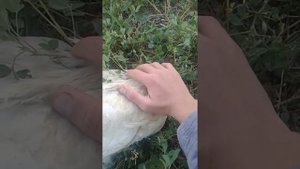 Как правильно резать курецу