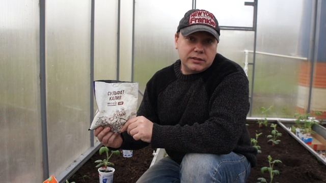 Посадка арбузов и дынь Что положить в лунку