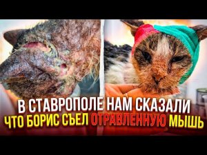 Везём Леди и Бориса в клинику Ставрополя. Смотрим с Валерой дом. Борис съел отравленную мышь♀️