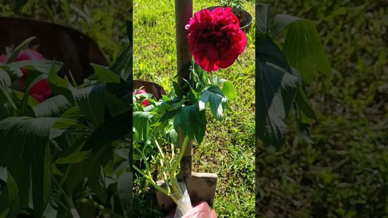 Продолжаю пополнять саженцами наш любительский пионовый сад. Известный многим, сорт "Румба Плена".