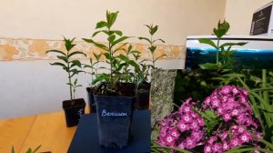 ФЛОКСЫ- МОИ НОВИНКИ 2021 -12 сортов! Память Сердца, Шапка Мономаха, Вий, Купчиха и др.