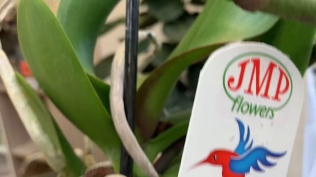 Праздничный завоз орхидей в Оби 10 февраля 2021 г. Кимоно, Претти Романс, Бомонд ... смотреть онлайн