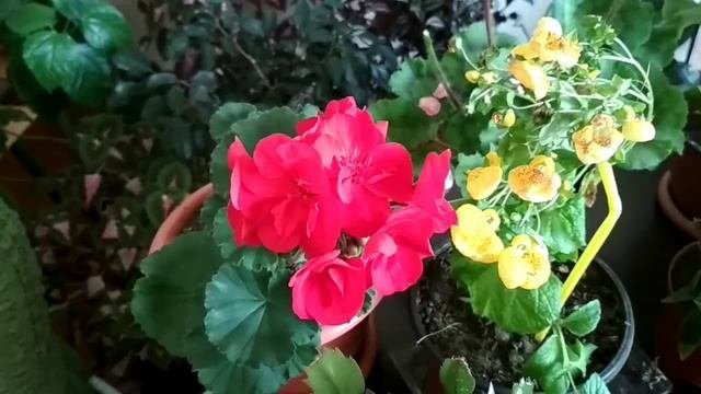 Комнатные цветущие цветы.