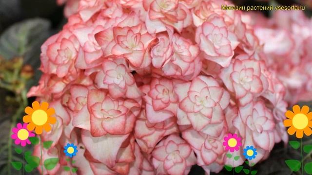 Гортензия крупнолистная Ю энд Ми Мисс Саори. Краткий обзор hydrangea macrophylla You & Me Miss Saor смотреть онлайн