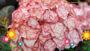 Гортензия крупнолистная Ю энд Ми Мисс Саори. Краткий обзор hydrangea macrophylla You & Me Miss Saor