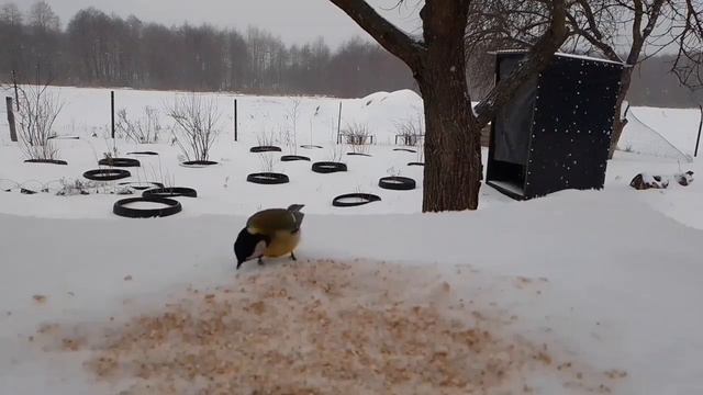 #122 Где живут синицы зимой? Что едят синички зимой? #зима#синички #кормушка смотреть онлайн