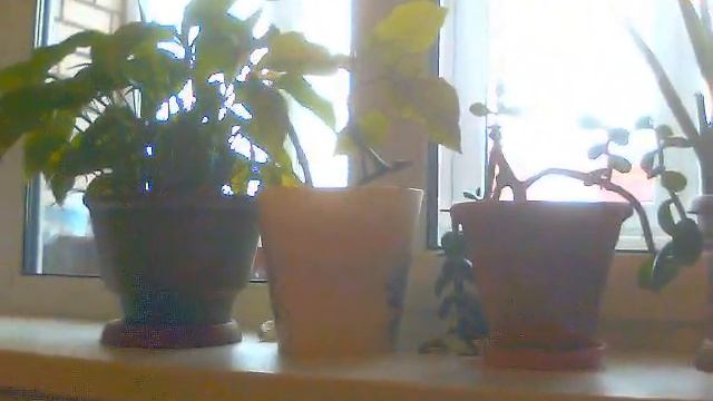 Интересные домашние цветы на подоконнике с расслабляющей музыкой для сна !!!!!!!!! смотреть онлайн