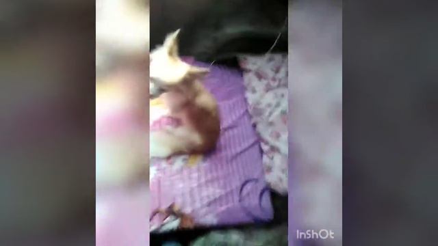 Карантин на даче, плохая погода. (не запланированное видео) смотреть онлайн