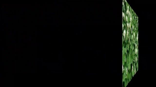 #Камптосорус #Катран #Клевер #Garden #flowers115 Декоративные растения смотреть онлайн