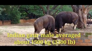 Indian Gaur | Indian bison | males averaged about 1,500 kg | 3,300 lb |