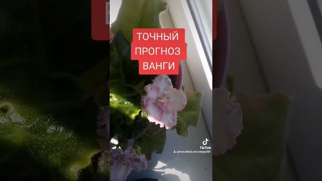 ТОЧНЫЙ ПРОГНОЗ ВАНГИ!!!