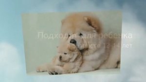 Породы собак - Чау чау. [Chow Chow (Dog Breed)]