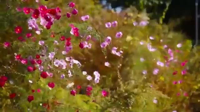 ?Самые красивые цветы и нежная музыка? смотреть онлайн