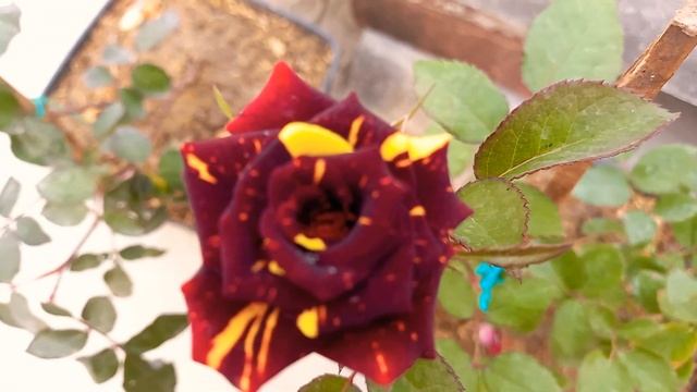 Abrakadabra rose ? смотреть онлайн