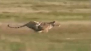 Нападения Тигра на Людей и на зверей слабонервным не смотреть