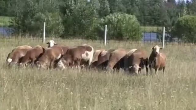 Катумская порода овец смотреть онлайн