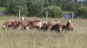 Катумская порода овец