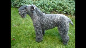 Керри-Блю- Терьер/Kerry Blue Terrier (порода собак HD slide show)!