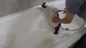 Как правильно мыть кота, Чем и как мыть кота