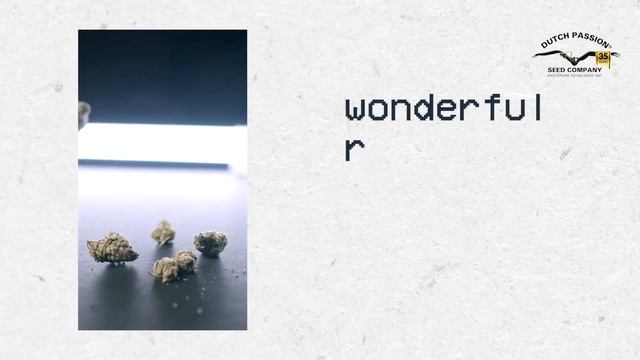 Mazar - Feminised Seed смотреть онлайн