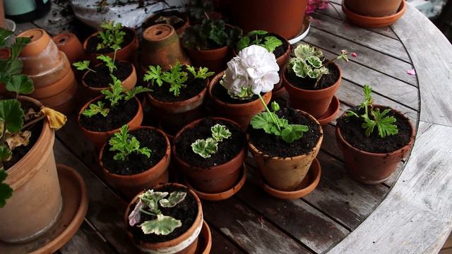 How we store our Geraniums in winter, by ARNE & CARLOS смотреть онлайн