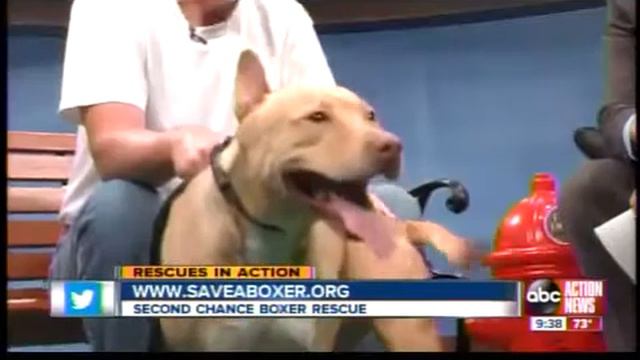 Rescues in Action: Graham