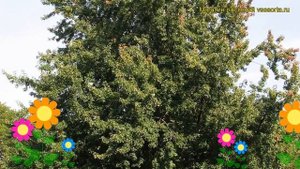 Клен серебристый. Краткий обзор, описание характеристик, где купить крупномеры acer saccharinum