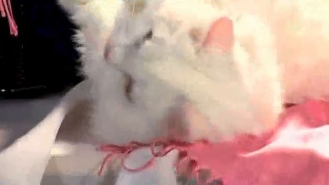 Кошки и обувь смотреть онлайн