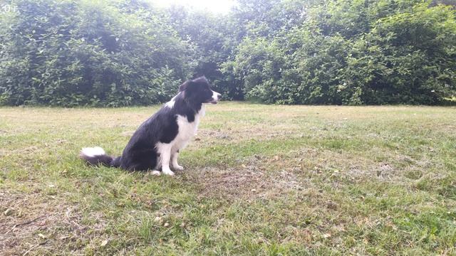 Игры и obedience тренировка с Бордер-колли Шанти смотреть онлайн