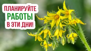 Благоприятные дни для работ в июле 2022. Лунный календарь огородника и садовода