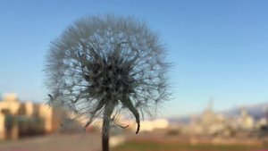 Новороссийск.БОРОДА И ЛЕБЕДИ.