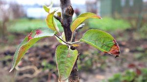 Для новичков. Чем обработать сад после листопада в октябре ноябре?