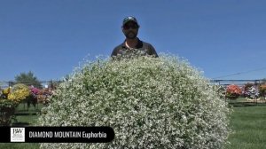 Dig Deep: Diamond Mountain Euphorbia