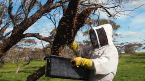 Swarm Frenzy: Mastering the Art of Catching a Massive Bee Swarm | The Bush Bee Man