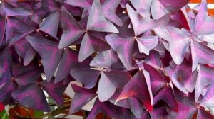 Оксалис – разнообразие.  Виды кислицы для выращивания дома.