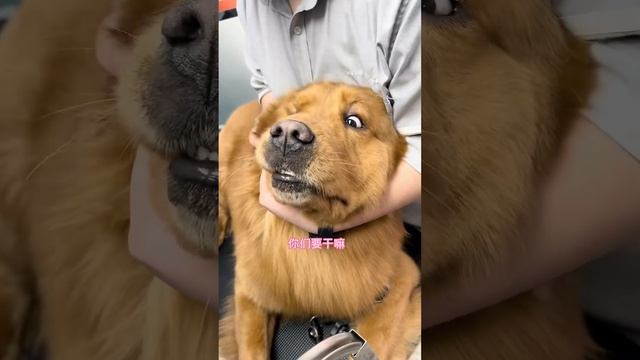 金子猛男撒嬌！ 人家那麼可愛，當然是男生啦~【憨憨金和帥帥銀】