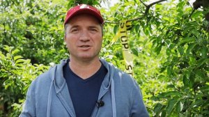 Почему важно проводить обработки яблони в фазу «грецкий орех»?