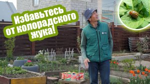 Появился колорадский жук?!  Эти средства вам помогут!