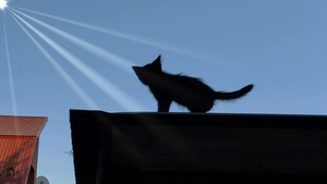 Черный котенок на крыше.