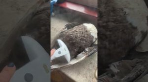 Чистим утку от пера легко!