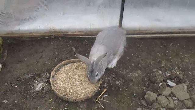 Индюки в домашних условиях/ Индюшки/ Индюки в теплице/ Содержание смотреть онлайн