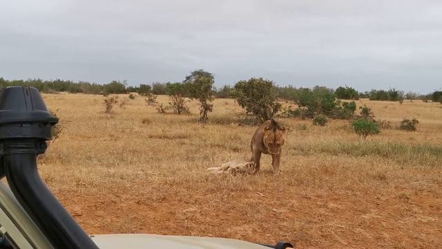 Кения 2022 Сафари Цаво восточный Tsavo east national park смотреть онлайн