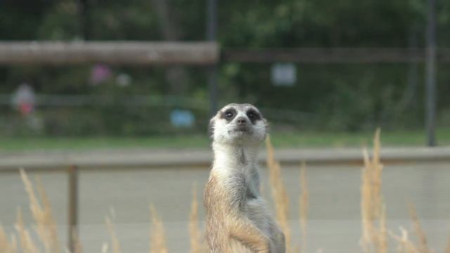Московский зоопарк. Продолжение. смотреть онлайн